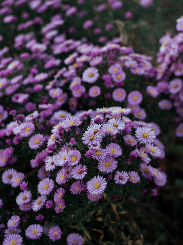 8 Fall-Blooming Perennials That Will Add Color To Your Autumn Garden